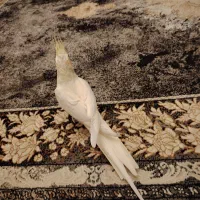 عروس ماده