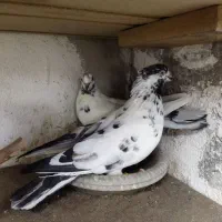 کفتر پرشی  فروش فوری
