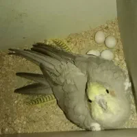 جفت عروس هلندی کارداده