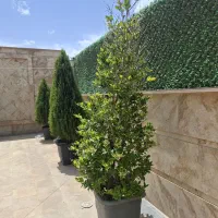 کاج و یاس هلندی