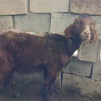 دو راس بز نر وماده