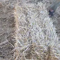 کاه پرس گندگ بسته بندی شده کلش(سفال گندم)