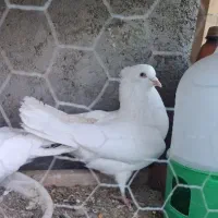 سفیددمگیردولا