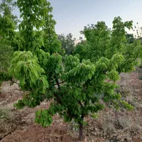 دوهزارمتر 670تومن