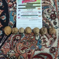 نهال گردو خوشه ای درشت