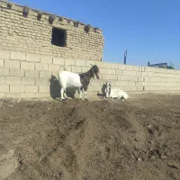 یک راس بز|حیوانات مزرعه|گنبد کاووس, |دیوار