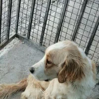 سگ گلدن تریر