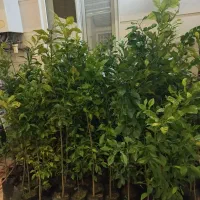 حراج نهال نارنج فقط ۱۳۰ تومان