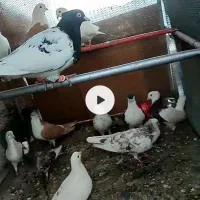 کبوتر|پرنده|مشهد, کلاته برفی|دیوار