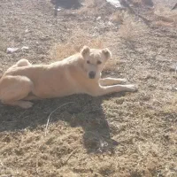 ماده گله ای|سگ|رشتخوار, |دیوار