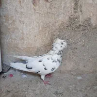 کفتر کبوتر