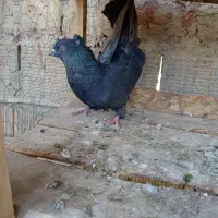 نر اصفهانی