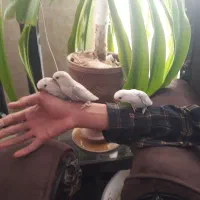 سلام سه عدد طوطی برزیلی(کوتوله)فول رام و دستی|پرنده|بافت, |دیوار