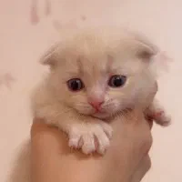 بهترین گربه های شیراز نژاد اسکاتیش( اصیل)