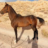 اسب عرب معاوضه با موتور|اسب و تجهیزات اسب‌سواری|یزد, |دیوار