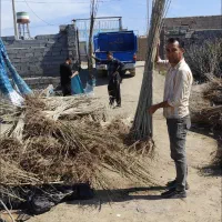 فروش انواع نهال‌های پیوندی و اصلاح شده|حراج|ساری, |دیوار