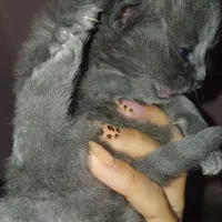 گربه پرشین کاراملی|گربه|گرگان, |دیوار