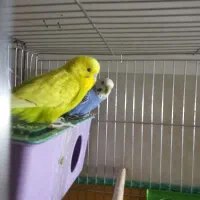 دوجفت مرغ عشق مولد معاوضه بافنچ|پرنده|یزد, |دیوار