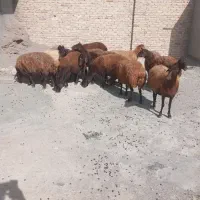 ۱۵عدد گوسفند قزل جوان بفروش میرید