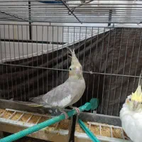 عروس هلندی خونگی|پرنده|خمینی‌شهر, |دیوار