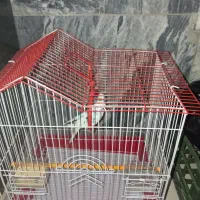 مرغ عشق|پرنده|کرمانشاه, |دیوار