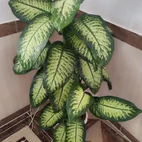 یک سری گل طبیعی به فروش میرسد