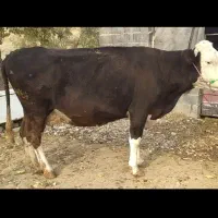 گاو سیمینتال،سومین شکم ابستن