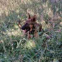 فروش سگ مالیونز|سگ|زرند, |دیوار