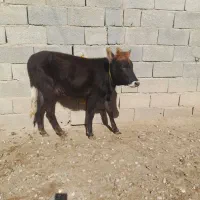 گاو گوساله ماده|حیوانات مزرعه|گنبد کاووس, |دیوار
