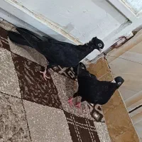 کفتر زاغ آبادانی|پرنده|خرمشهر, |دیوار
