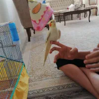 عروس هلندی نر