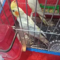 عروس هلندی لوتینو نر