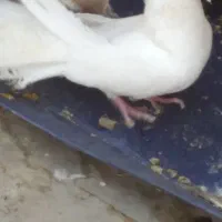 کفتر دم چتری