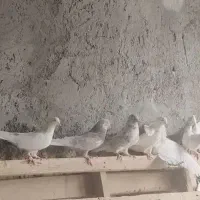 کبوتر|پرنده|تفت, |دیوار