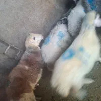 گوسفند زنده|حیوانات مزرعه|کرج, شهرک بنفشه|دیوار