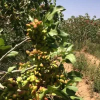 فروش باغ پسته ثمری در تل مهتابی دوم