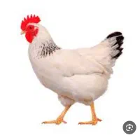 نیروی کار در مرغ داری