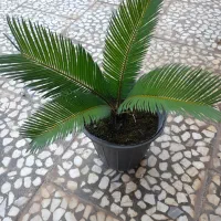 فروش شمشاد طلایی، کاج رونده، لاوسون و کامیس