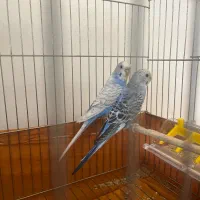 دو جفت مرغ عشق نر و ماده