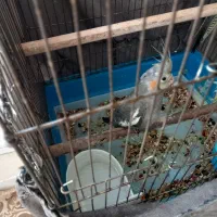 دو جوجه عروس خاکستری دو مایه ۸۰۰ تومان