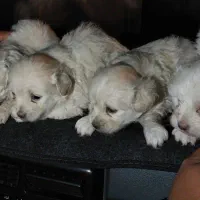 توله خارجی دونه ای پنج تومن