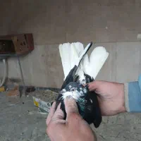 نرو ماده دوم تخت سفید|پرنده|نهاوند, |دیوار