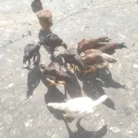 جوجه لاری