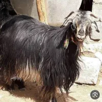 خریدار بز درجه یک