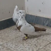 دم سرخ|پرنده|شوشتر, |دیوار