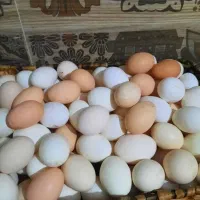 تخم مرغ بومی گلین