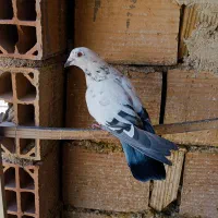 تعدادی کفتر رنگی سینه ای و سعده|پرنده|قرچک, مهدیه|دیوار
