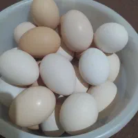 تخم مرغ محلی برا خوردن نطفه داره