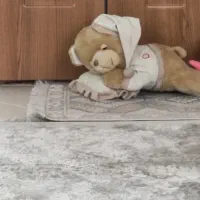 عروسک خابالو|اسباب‌‌بازی|بروجرد, |دیوار