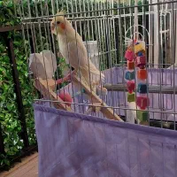 عروس هلندی با قفس